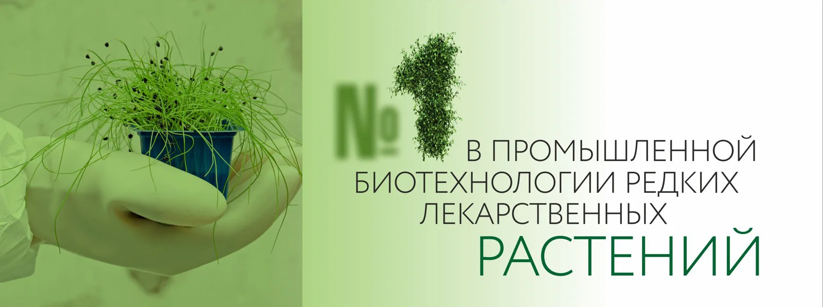 №1 в промышленной биотехнологии редких лекарственных растений